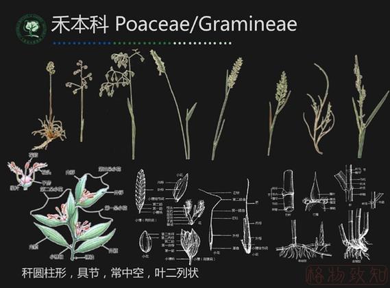 禾本植物百科知识 （禾本植物百科知识）