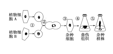 植物杂交百科知识题 （植物杂交育种过程图解）