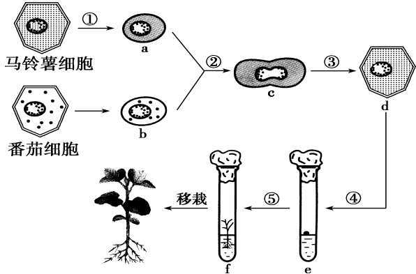 植物杂交百科知识题 （植物杂交育种过程图解）